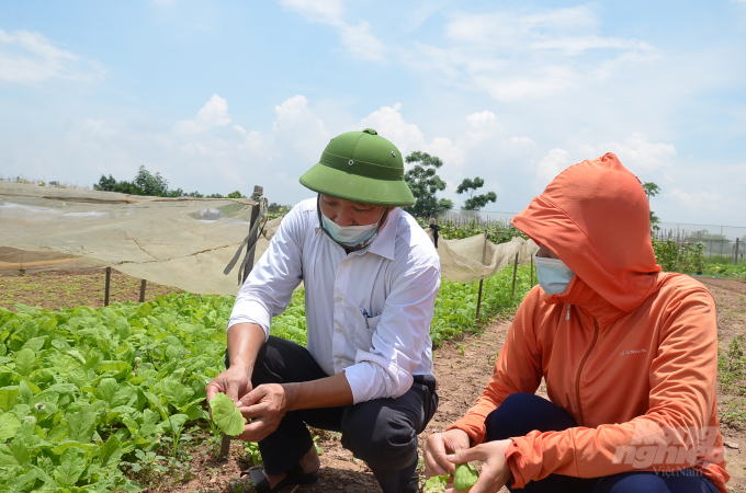 Kiểm tra sâu bệnh trên rau ở Thụy Hương huyện Chương Mỹ, TP. Hà Nội. Ảnh: Dương Đình Tường.